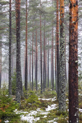 Fototapeta premium Winter forest