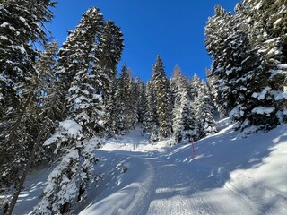 Obraz premium Excellently arranged and cleaned winter trails for walking, hiking, sports and recreation in the area of the tourist resort of Davos in the Swiss Alps - Canton of Grisons, Switzerland (Schweiz)