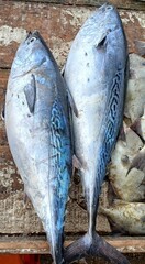 Atum fresco