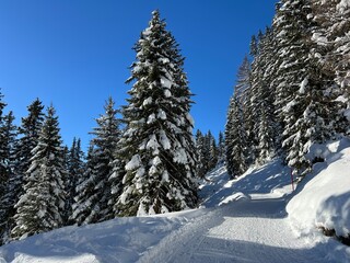Excellently arranged and cleaned winter trails for walking, hiking, sports and recreation in the area of the tourist resort of Davos in the Swiss Alps - Canton of Grisons, Switzerland (Schweiz)