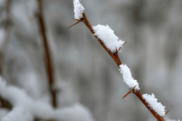 Fluffy snow on a branch close-up.