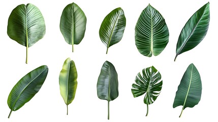Obraz premium Green Leaf Collection: Artistic Watercolor and Detailed Digital Illustrations Featuring Clovers, Tropical Leaves, Falling Foliage, and Textured Dry Leaves - Perfect for Nature-Themed Designs and Decor