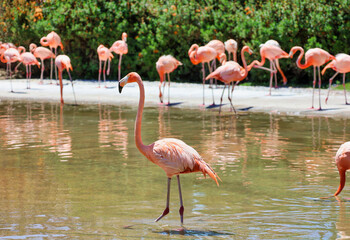 A flamingo in a pond with a flamboyance of flamingos with depth of field on the background.