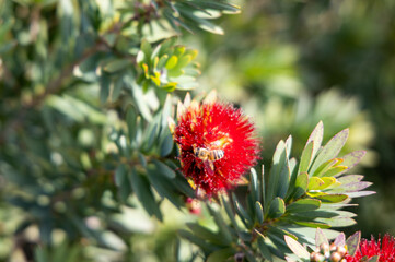 A bee feeding from nectar and pollen from a calliandra also known as powder puff plant.