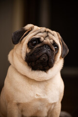 A pug with a tan coat and dark face, head slightly tilted, looking upwards with expressive eyes and a wrinkled face, creating an endearing portrait.