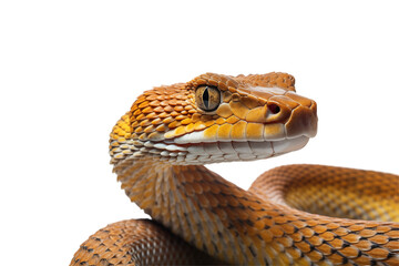 Fototapeta premium Realistic snake on a transparent background, showcasing intricate scales, coiled posture, and wild beauty, ideal for nature, wildlife, and reptile-themed designs or educational content. PNG cut out.