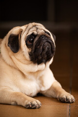 A pug with a tan coat and dark face, head slightly tilted, looking upwards with expressive eyes and a wrinkled face, creating an endearing portrait.