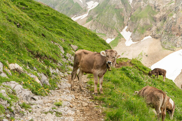 Beautiful swiss bovine calf standing in the middle of a stoney hiking trail in the Alpstein mountains. The cow is wearing a bell and looking towards the camera. Cloudy summer day. Grassy slope.