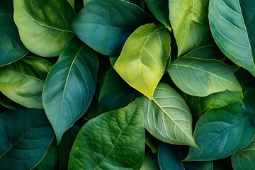 Green Leaf Collection: Artistic Watercolor and Detailed Digital Illustrations Featuring Clovers, Tropical Leaves, Falling Foliage, and Textured Dry Leaves - Perfect for Nature-Themed Designs and Decor