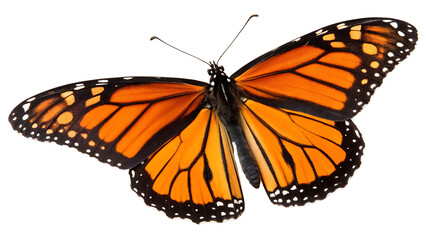 Fototapeta premium Transparent Butterfly Clipart PNG