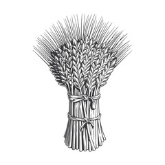 Sheaf of wheat engraving isolated on the white background, organic or bio cereal, black and white engraving style hand-drawn vector illustration