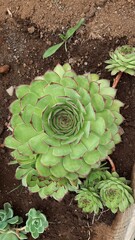plantas
