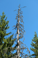 The top of a dry spruce tree in the middle of a coniferous forest against a blue sky.