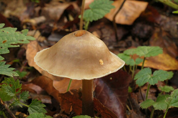 Closeup on a lightbrown pretty Butter Cap Mushroom, Rhodocollybia butyracea