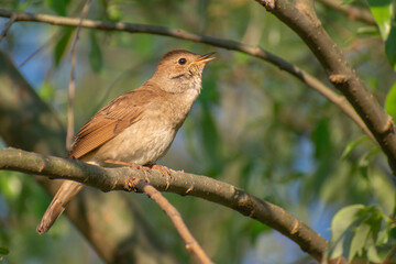 Obraz premium Thrush Nightingale singing a song