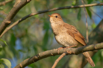 Thrush Nightingale singing a song