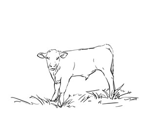 Young bull on the grass, full-length portrait, Calf standing sideways and turning its head towards the viewer, Hand drawn vector illustration