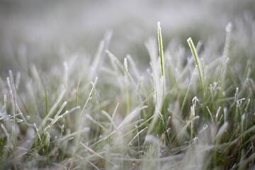 White frost on green grass leaves in winter