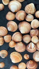 Sea shells on the beach 