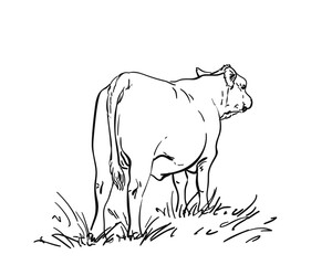 Cow standing on the grass with its backside turned to the viewer; Hand drawn vector illustration
