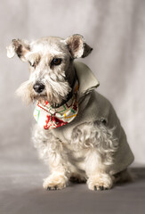 white schnauzer seeing horizon with a white sweater 
