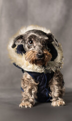 Grey schnauzer in a cloudy fabric backdrop with a sweet sight
