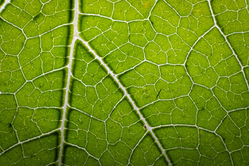 Close up of a backlit green leaf