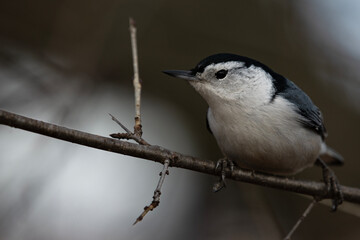 White Breasted Nuthatch Perched on a Branch