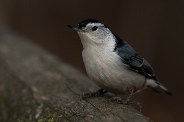 Fototapeta premium White Breasted Nuthatch Perched on a Fence