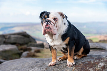 Bulldog sits proudly on a rocky outcrop overlooking a scenic landscape in daytime