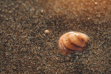Beautiful shell resting on sandy beach during golden hour, showcasing nature's delicate design