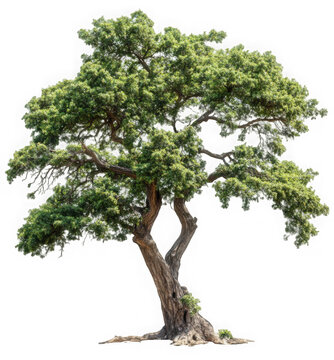 Tree on transparent background, real tree green leaf isolate die cut png file 
