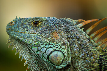 Sideview Portrait of a beautiful green Iguana, Headshot; Copy Space