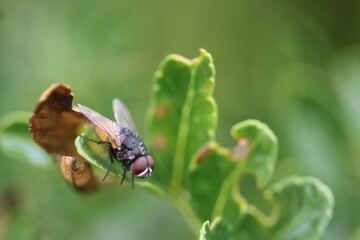 fly on a flower