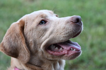 Champagne Labrador Retriever