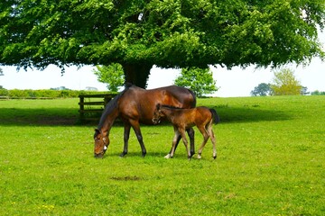 A mare with a foal in a farm meadow.