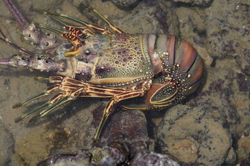 Panulirus argus is a species of lobster from the Atlantic Ocean, common from the Caribbean Sea to the coast of southeastern Brazil. Fortaleza - Ceará, Brazil.