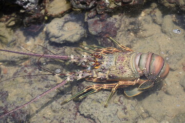 Panulirus argus is a species of lobster from the Atlantic Ocean, common from the Caribbean Sea to the coast of southeastern Brazil. Fortaleza - Ceará, Brazil.