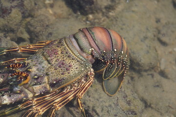 Panulirus argus is a species of lobster from the Atlantic Ocean, common from the Caribbean Sea to the coast of southeastern Brazil. Fortaleza - Ceará, Brazil.