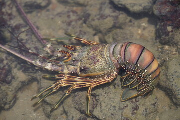 Panulirus argus is a species of lobster from the Atlantic Ocean, common from the Caribbean Sea to the coast of southeastern Brazil. Fortaleza - Ceará, Brazil.