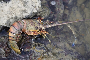 Panulirus argus is a species of lobster from the Atlantic Ocean, common from the Caribbean Sea to the coast of southeastern Brazil. Fortaleza - Ceará, Brazil.