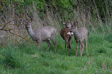 sarny na łące wiosną w stadzie