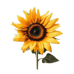 Obraz premium Sunflower flower with transparent background 