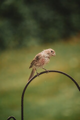 sparrow on a branch