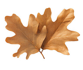 Fototapeta premium Isolated autumn oak tree leaves 