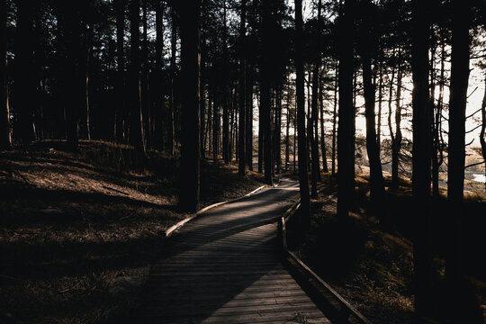 Wooden walkway in the pine forest, Parc du Marquenterre, France