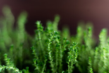 Fresh watercress grass sprouts with water droplets. Selective focus. Macro grass