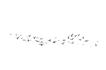 A swarm, group of doves flying in the sky, isolated in png transparent 
