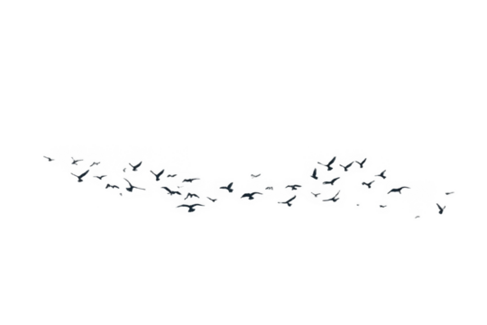 A swarm, group of doves flying in the sky, isolated in png transparent 
