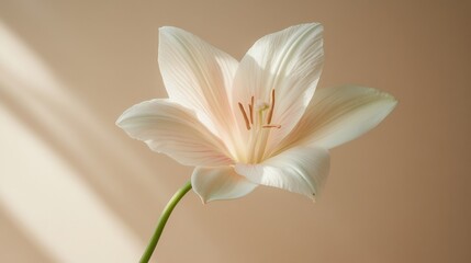 Obraz premium White flower with pink undertones on taupe background